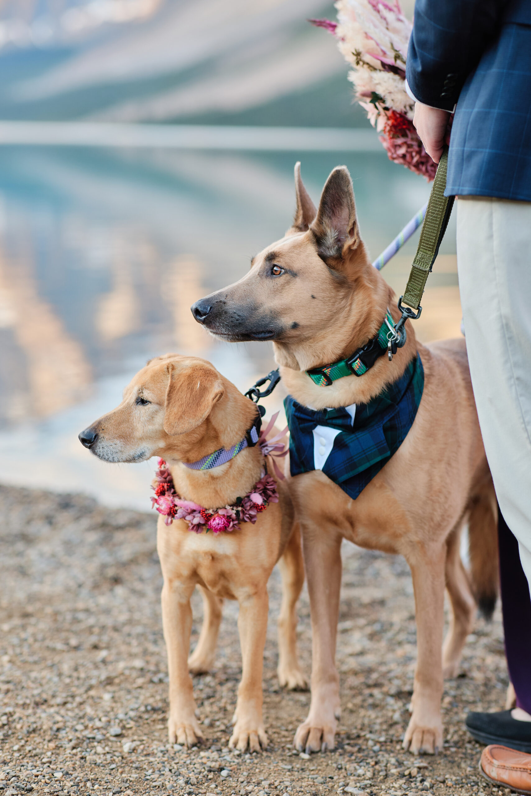 Bow Lake Elopement - Greco Photo Co